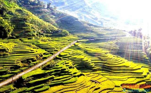 Tin vui Mùa vàng đẹp mê ly ở Lào Cai