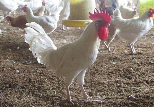 Tin vui Nông dân Ninh Bình làm kinh tế bằng cách nuôi gà Ai Cập