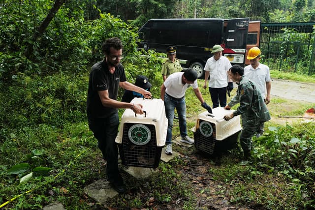 Tin vui Thành công trong việc tái thả chim hồng hoàng tại Vườn quốc gia Phong Nha - Kẻ Bàng