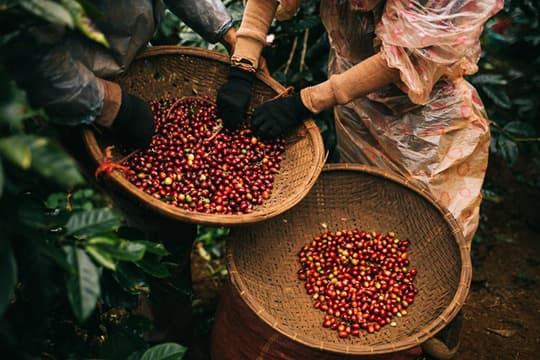 Tin vui Giá cà phê tiếp tục tăng, xuất khẩu cà phê đạt mức cao kỷ lục