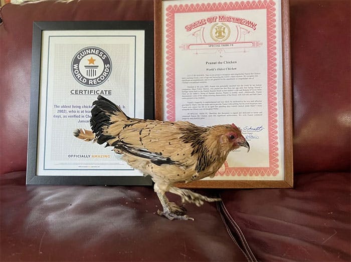 Tin vui Thế Giới: Chú gà Peanut được trao kỷ lục Guinness